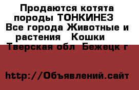 Продаются котята породы ТОНКИНЕЗ - Все города Животные и растения » Кошки   . Тверская обл.,Бежецк г.